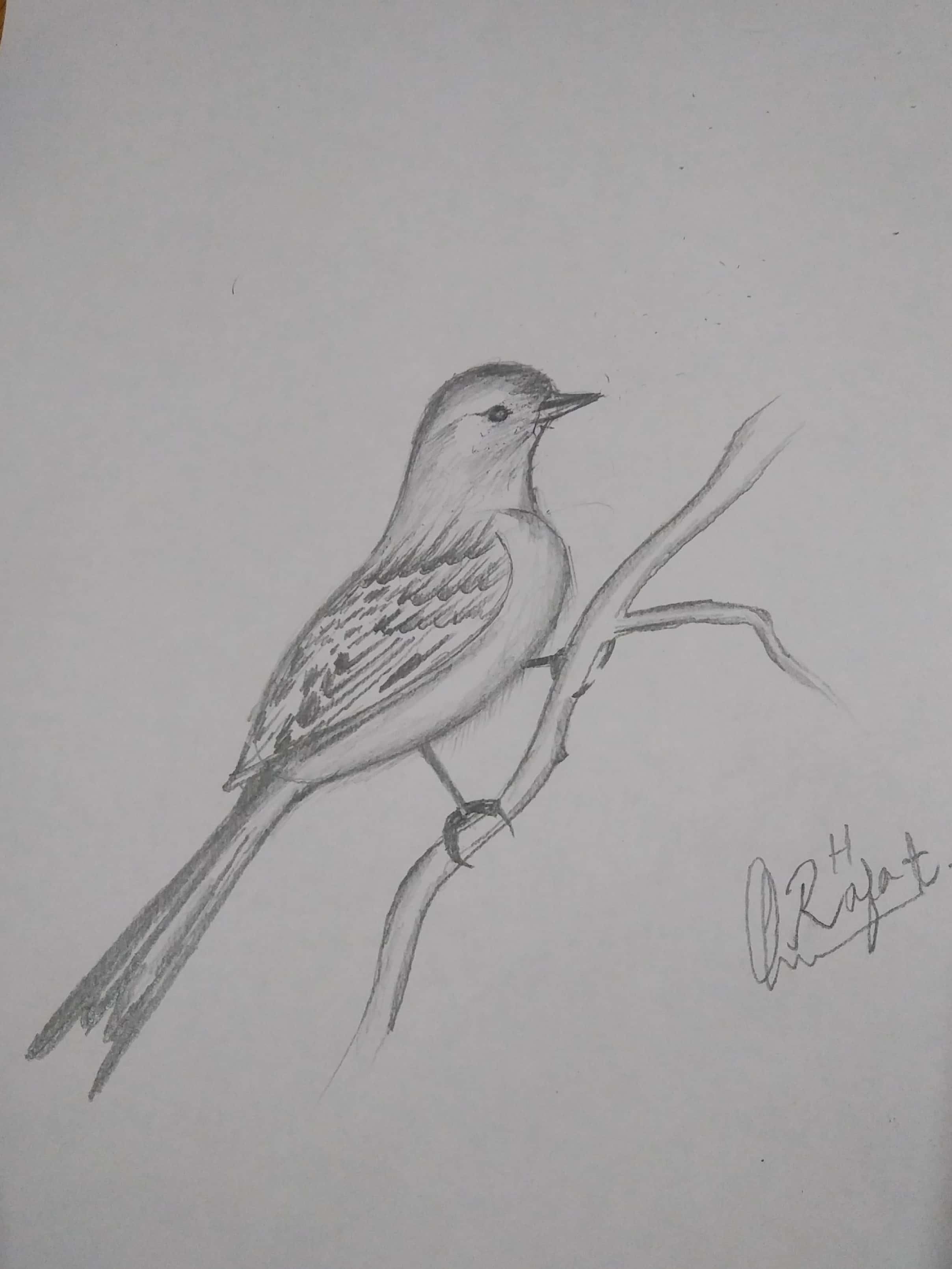 How to draw A Beautiful Bird Easy Part 1 An Easy Step-by-Step Guide