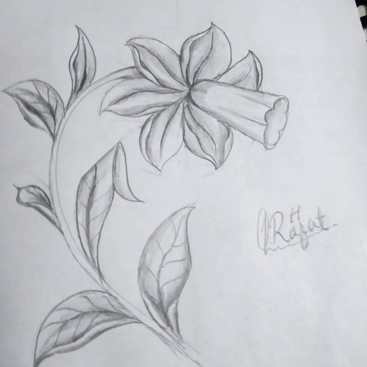 How to draw Dafodil Flowers An Easy Step-by-Step Guide