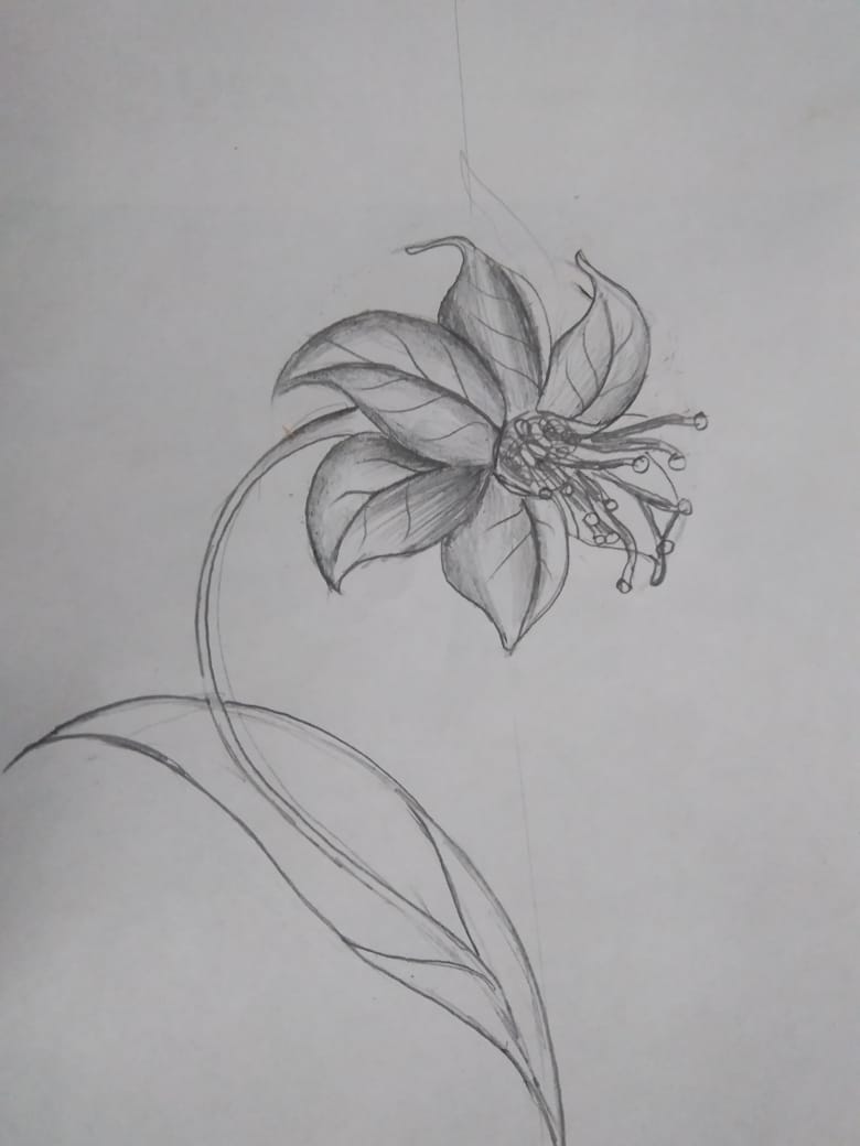 How to draw Lily Flowers