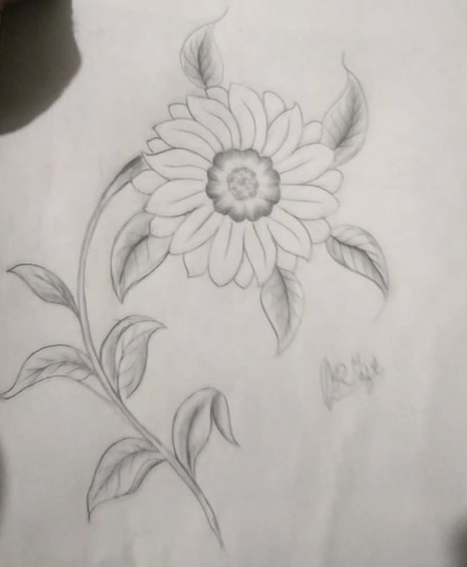 How to draw Sunflowers An Easy Step-by-Step Guide