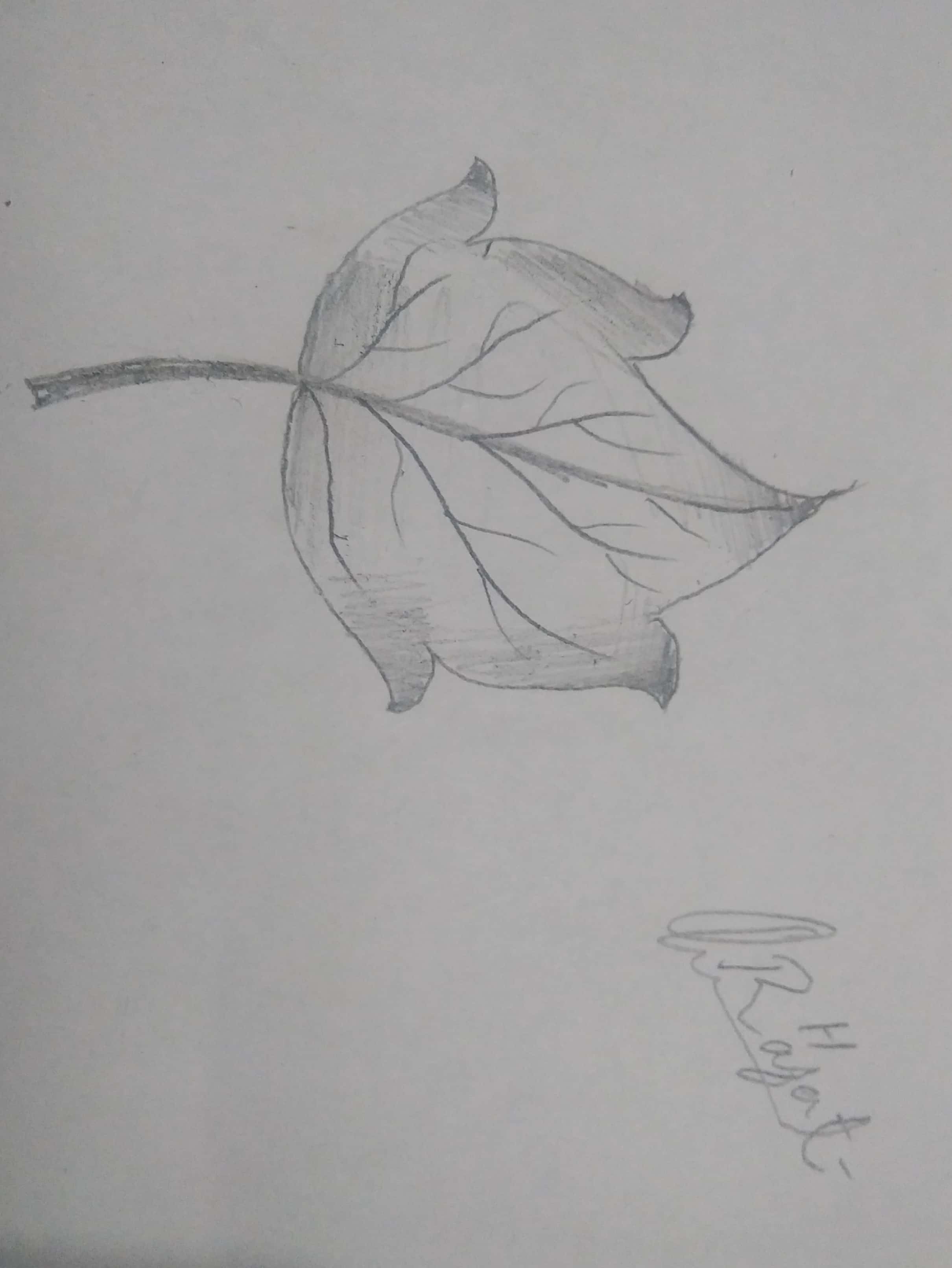 How to draw leaves easy Part 4 An Easy Step-by-Step Guide